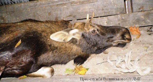 На Волині браконьєри застрелили молодого лося